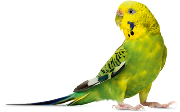 Птицы