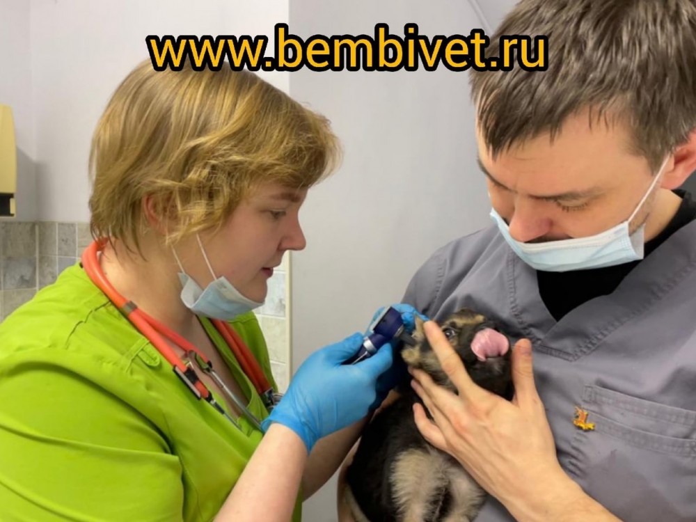 Ветврач дерматолог на Каховке