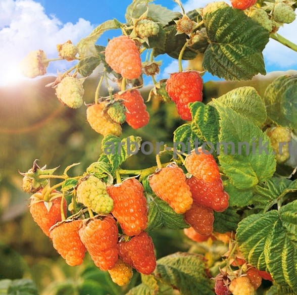 Плодовые деревья и плодовые крупномеры (большемеры) взрослые деревья из питомника