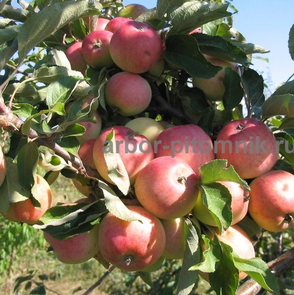 Плодовые деревья и плодовые крупномеры (большемеры) взрослые деревья из питомника