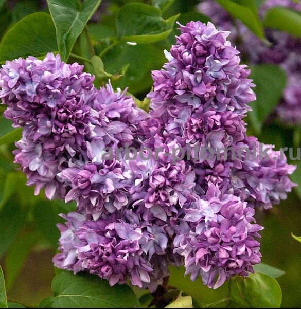 Саженцы сирени из питомника, каталог с сортами в интернет магазине