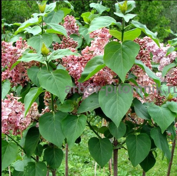 Саженцы сирени из питомника, каталог с сортами в интернет магазине