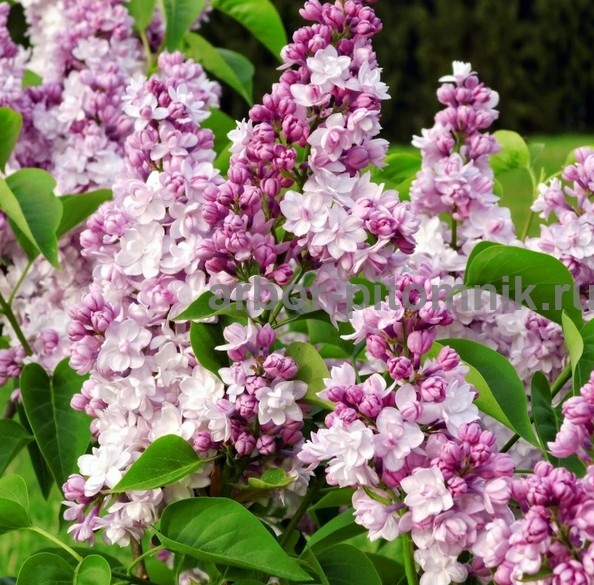 Саженцы сирени из питомника, каталог с сортами в интернет магазине