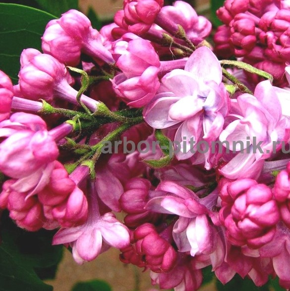 Саженцы сирени из питомника, каталог с сортами в интернет магазине