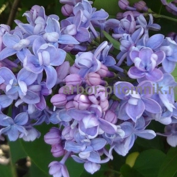 Саженцы сирени из питомника, каталог с сортами в интернет магазине