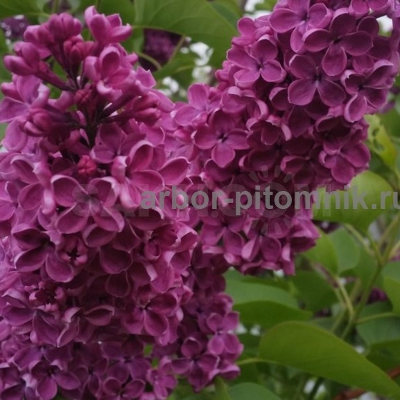 Саженцы сирени из питомника, каталог с сортами в интернет магазине