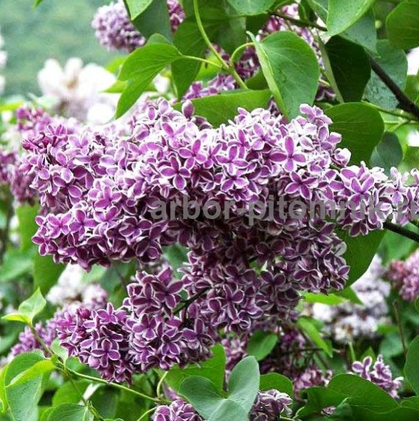 Саженцы сирени из питомника, каталог с сортами в интернет магазине