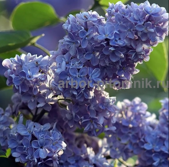 Саженцы сирени из питомника, каталог с сортами в интернет магазине