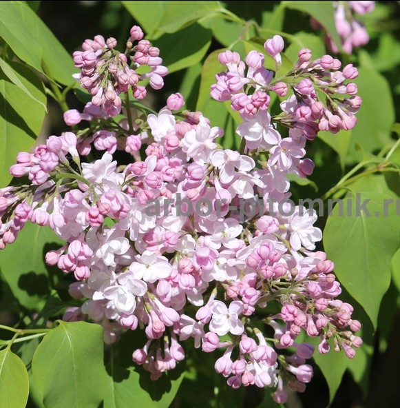 Саженцы сирени из питомника, каталог с сортами в интернет магазине