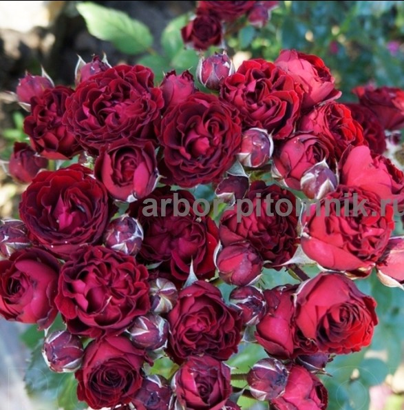 Саженцы роз из питомника с доставкой по Москве, розы в горшках