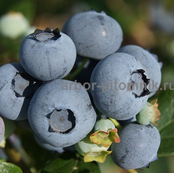 Саженцы и крупномеры голубики купить в Москве и Подмосковье с посадкой