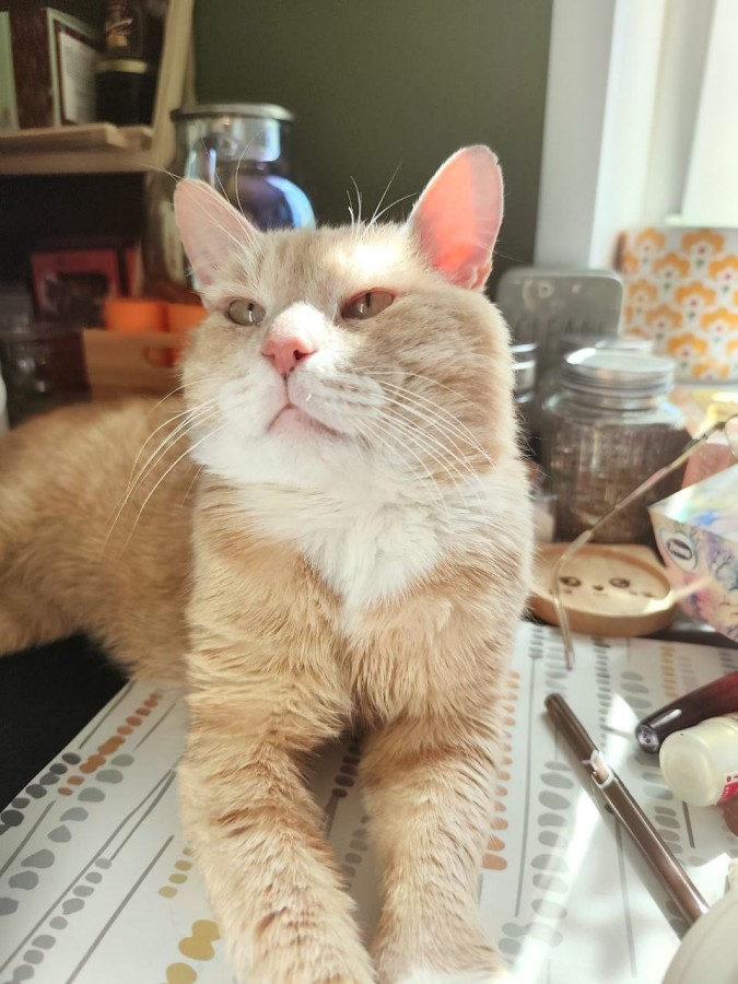 Кот Альберт срочно ищет дом или передержку