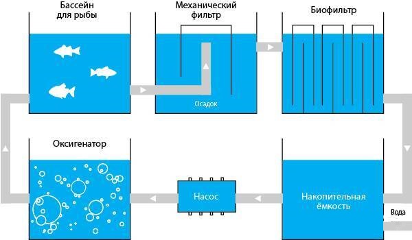 Бассейны для разведения рыбы, раков и т. д.