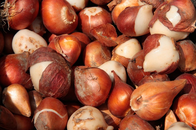 Луковицы тюльпанов для озеленения и размножения