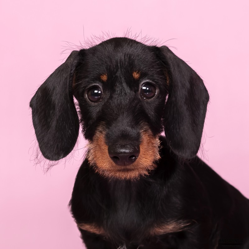 Щенки таксы - такса щенки