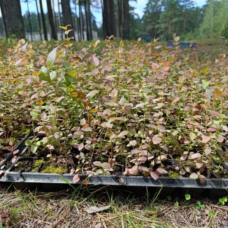 Саженцы голубики 30-50 см оптом