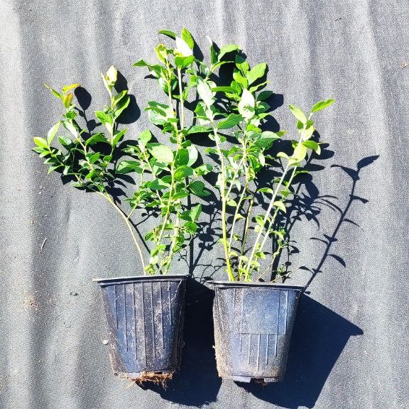 Саженцы голубики 30-50 см оптом