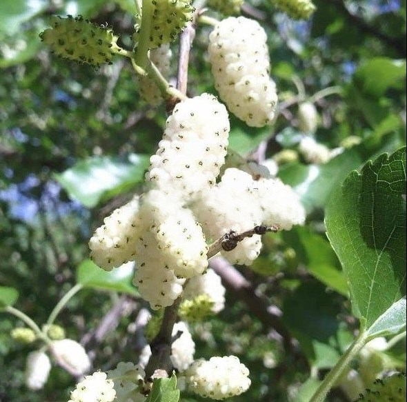 Плодовые деревья и плодовые крупномеры (большемеры) взрослые деревья из питомника
