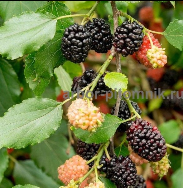 Плодовые деревья и плодовые крупномеры (большемеры) взрослые деревья из питомника