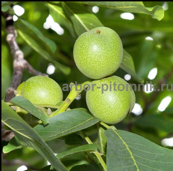 Плодовые деревья и плодовые крупномеры (большемеры) взрослые деревья из питомника