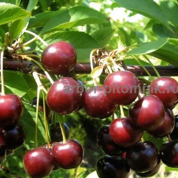 Плодовые деревья и плодовые крупномеры (большемеры) взрослые деревья из питомника