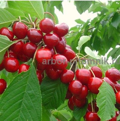 Плодовые деревья и плодовые крупномеры (большемеры) взрослые деревья из питомника