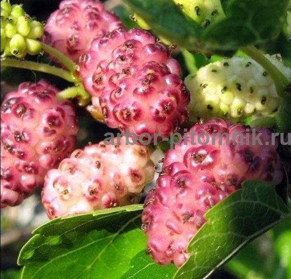 Плодовые деревья и плодовые крупномеры (большемеры) взрослые деревья из питомника