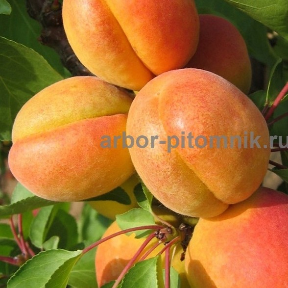 Плодовые деревья и плодовые крупномеры (большемеры) взрослые деревья из питомника