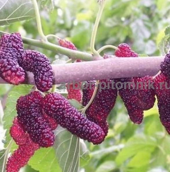 Плодовые деревья и плодовые крупномеры (большемеры) взрослые деревья из питомника