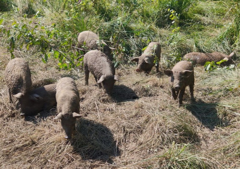 поросята Венгерская мангалица