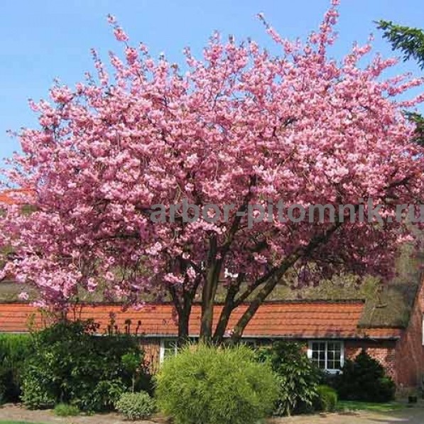 Сакура (вишня японская декоративная) в горшках для посадки купить в Москве и Подмосковье
