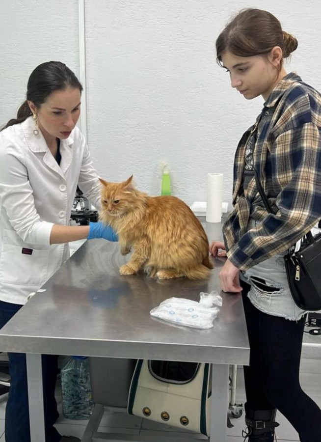 Ветврач онколог на Каховке