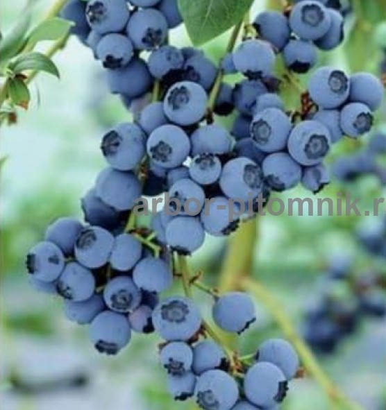 Саженцы и крупномеры голубики купить в Москве и Подмосковье с посадкой