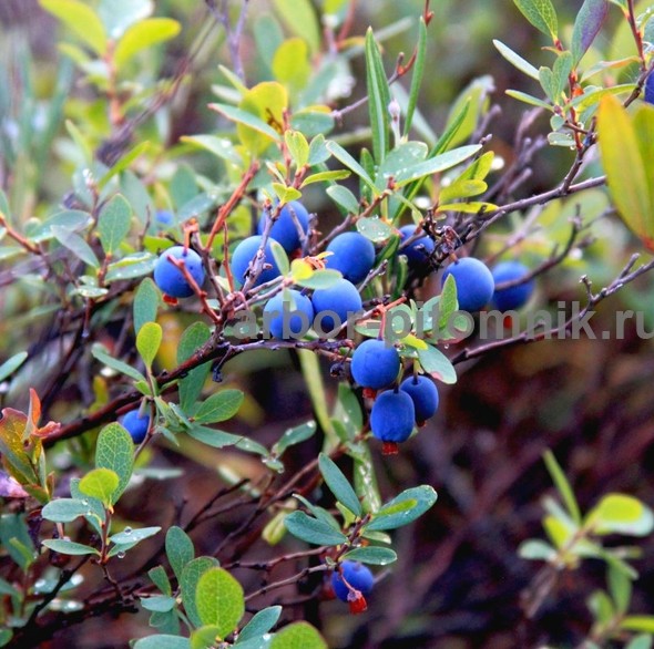 Саженцы и крупномеры голубики купить в Москве и Подмосковье с посадкой