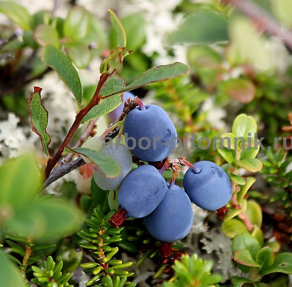 Саженцы и крупномеры голубики купить в Москве и Подмосковье с посадкой