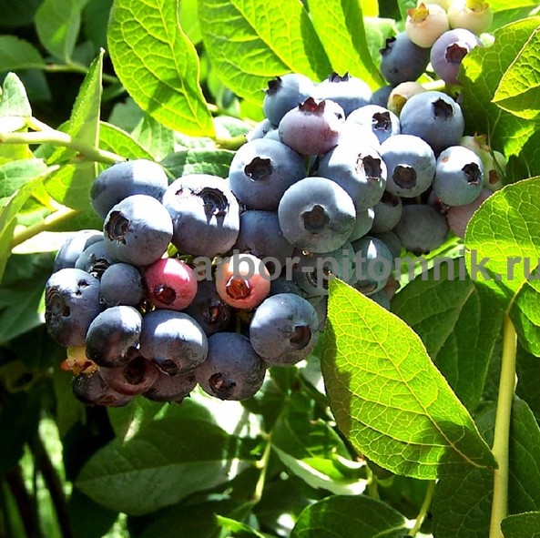 Саженцы и крупномеры голубики купить в Москве и Подмосковье с посадкой