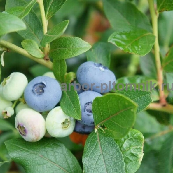 Саженцы и крупномеры голубики купить в Москве и Подмосковье с посадкой