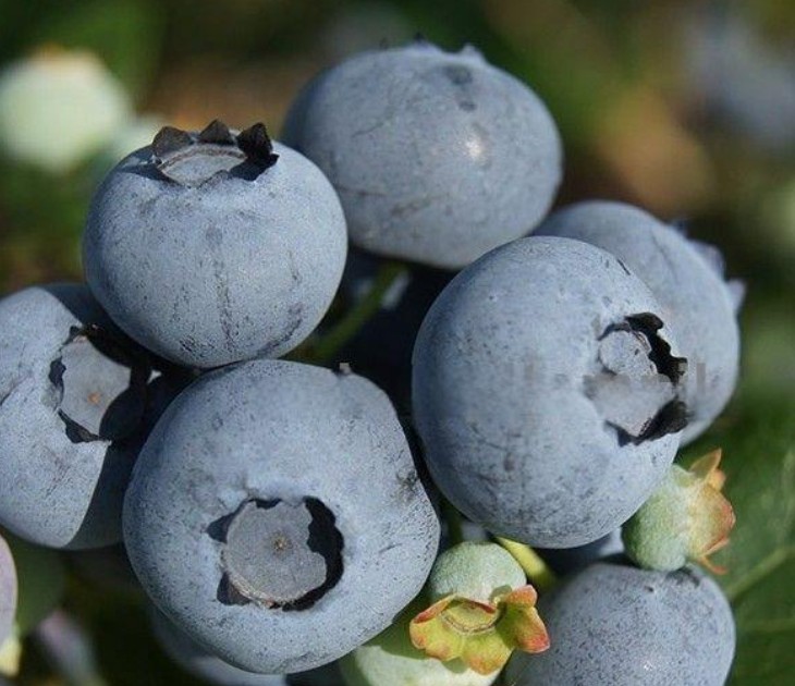 Саженцы и крупномеры голубики купить в Москве и Подмосковье с посадкой