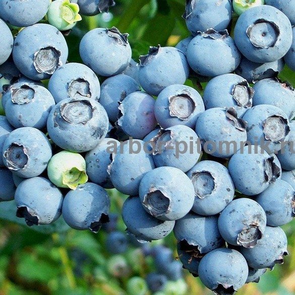 Саженцы и крупномеры голубики купить в Москве и Подмосковье с посадкой