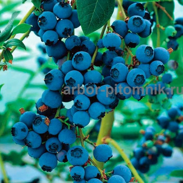 Саженцы и крупномеры голубики купить в Москве и Подмосковье с посадкой